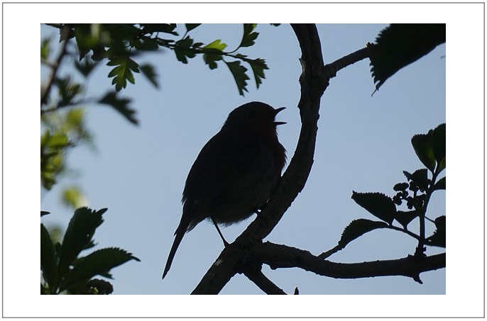 Robin singing